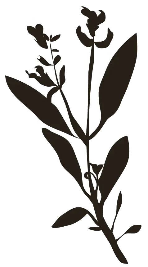 Shadow of the element of biodiversity