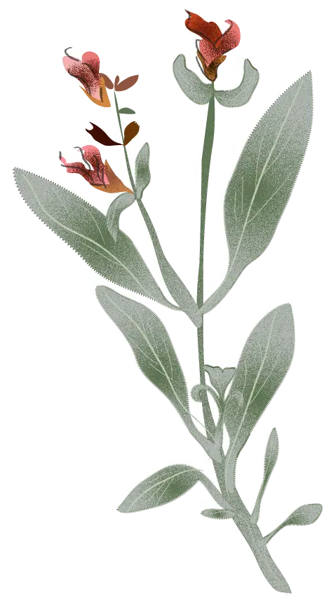 Image of an element of biodiversity