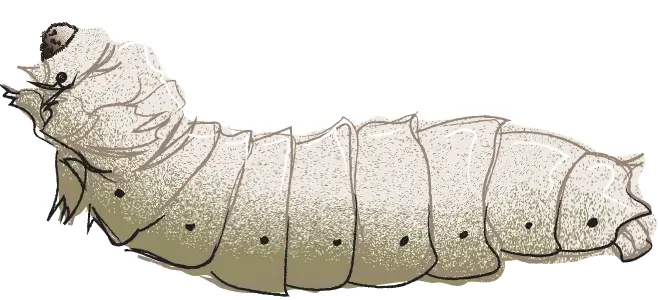 Image of an element of biodiversity
