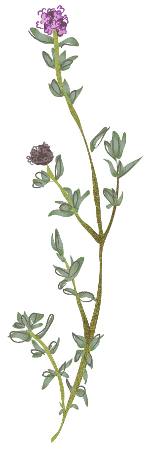 Image of an element of biodiversity