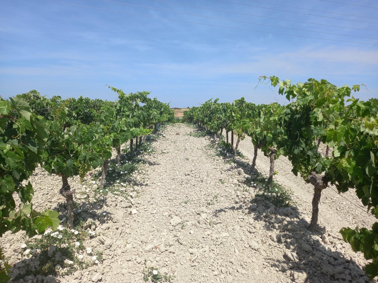 Finca Cerro de Obregon - Quinta en Cádiz - Foto 12