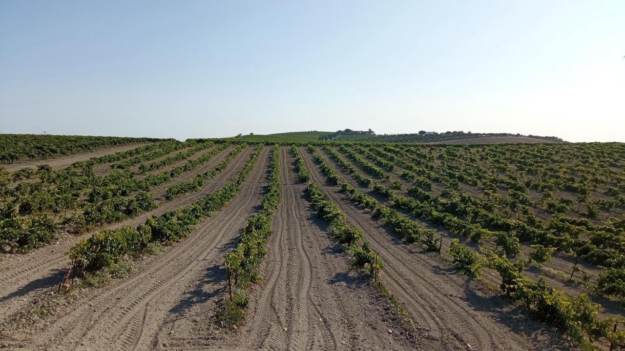 Finca Cerro de Obregon - Quinta en Cádiz - Foto 10