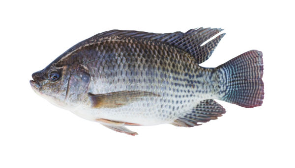 Frozen Tilapia Fish