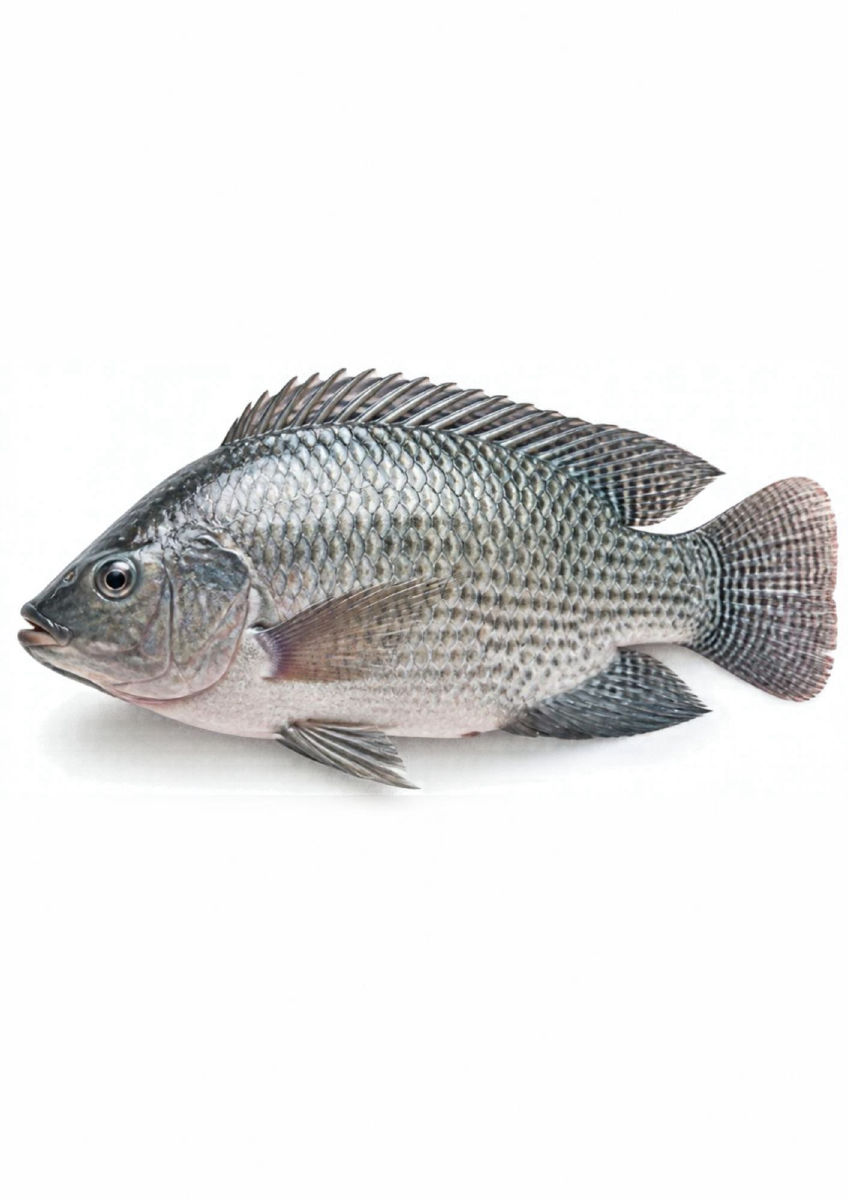 Tilapia 400-500g ティラピア