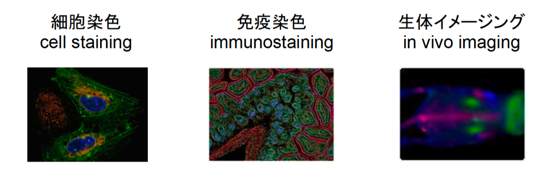蛍光物質とは
