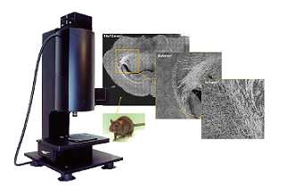 FF-OCT　顕微鏡に匹敵する超高分解能測定が可能な最高機種