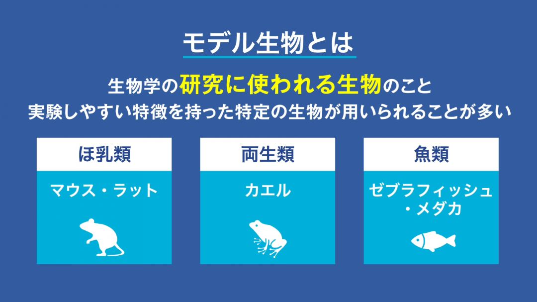 モデル生物とは