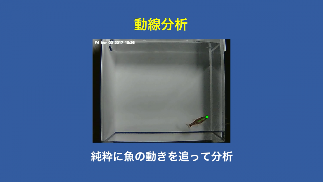 様々な魚の向きに対応