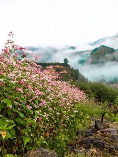 Mystic Valley: Himalayan Floral Trek