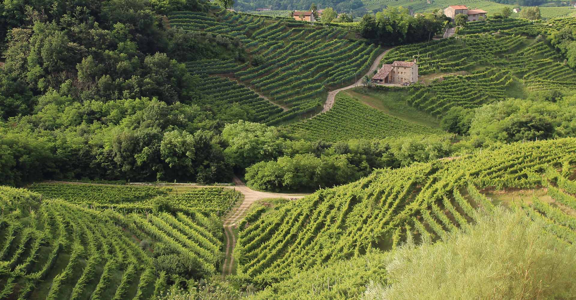 Italian vineyard landscape
