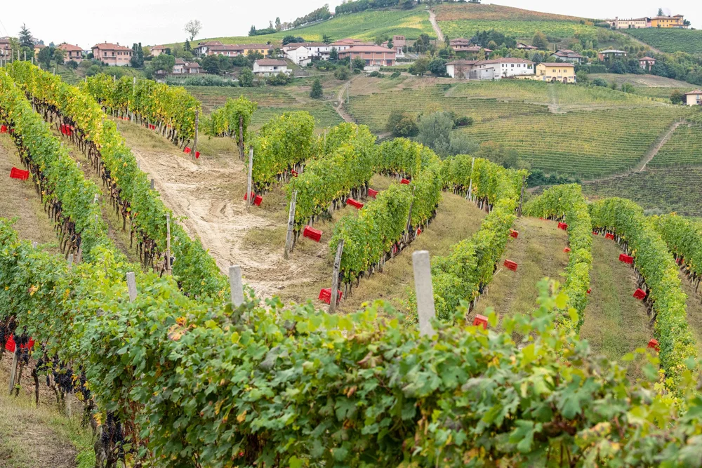 Gallery image 7 for Bruno Rocca