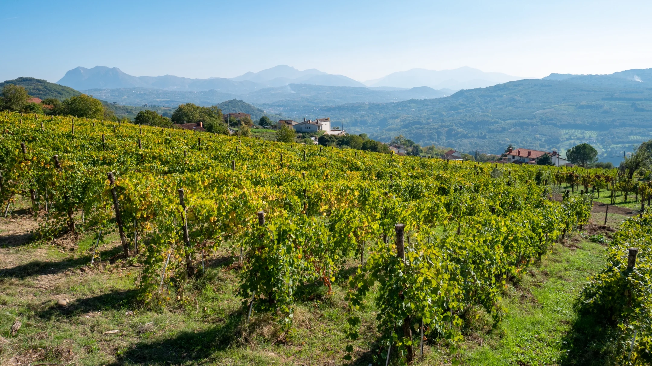 Gallery image 5 for Calafè