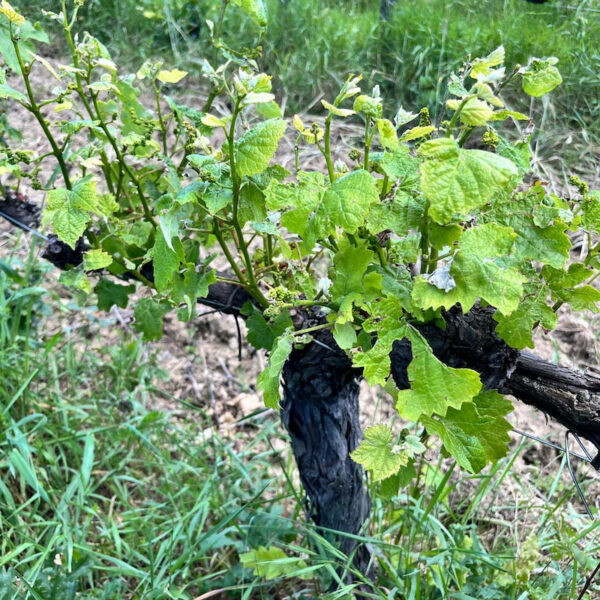 Gallery image 4 for Castell'In Villa