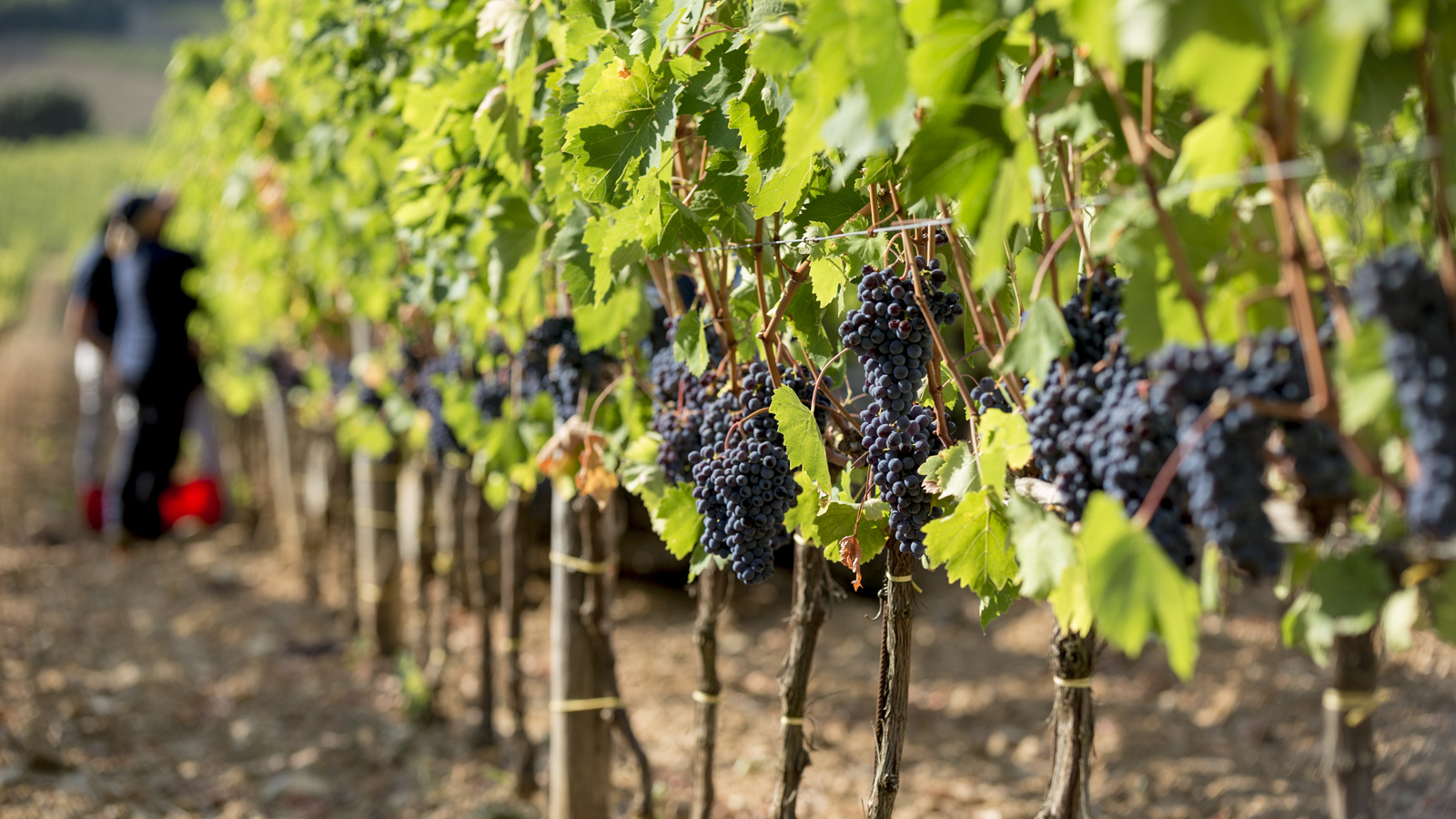 Gallery image 1 for Ciacci Piccolomini d'Aragona