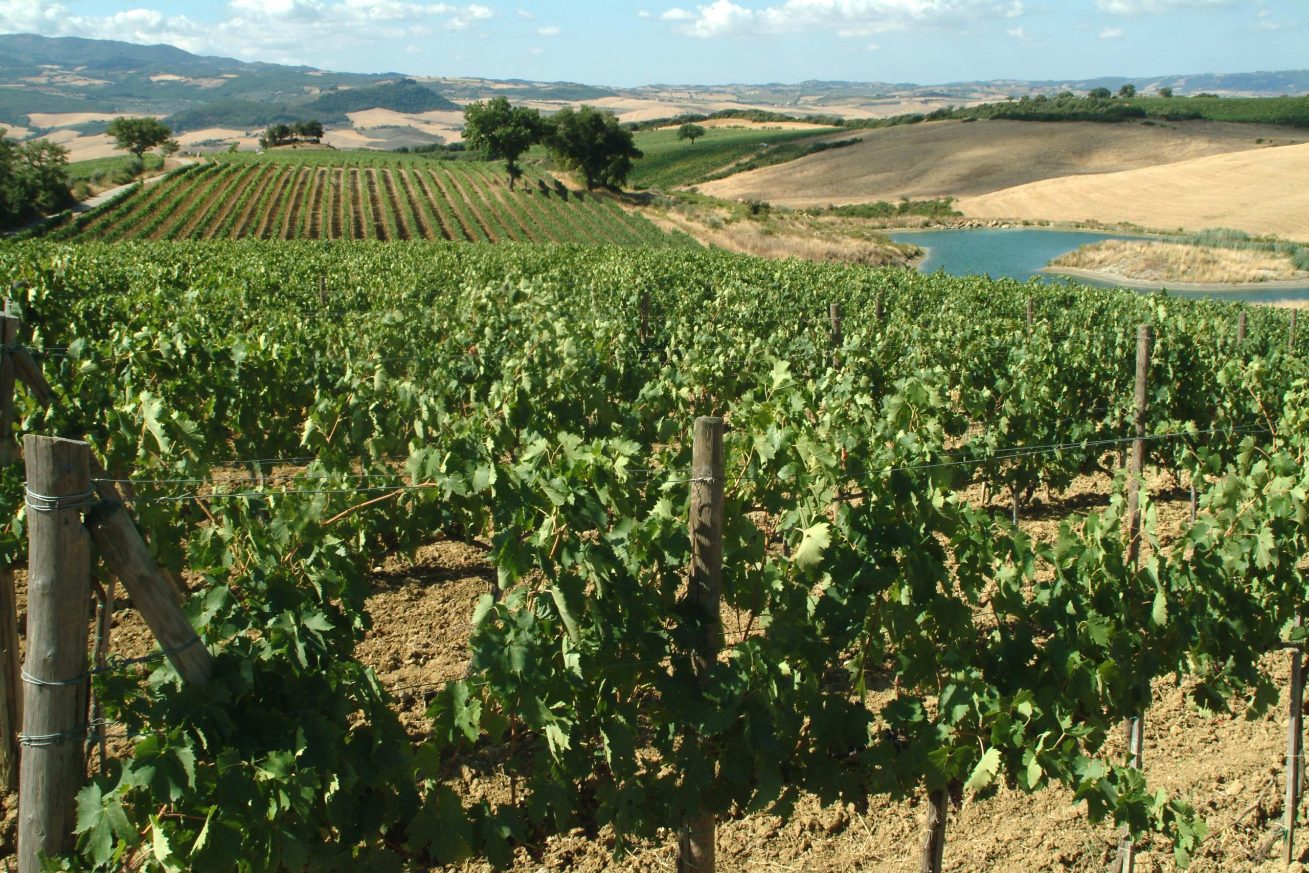 Gallery image 9 for Ciacci Piccolomini d'Aragona