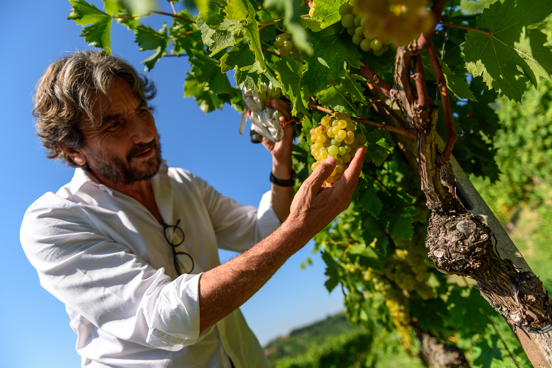 Gallery image 2 for Contratto