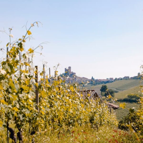 Gallery image 5 for Domenico Clerico