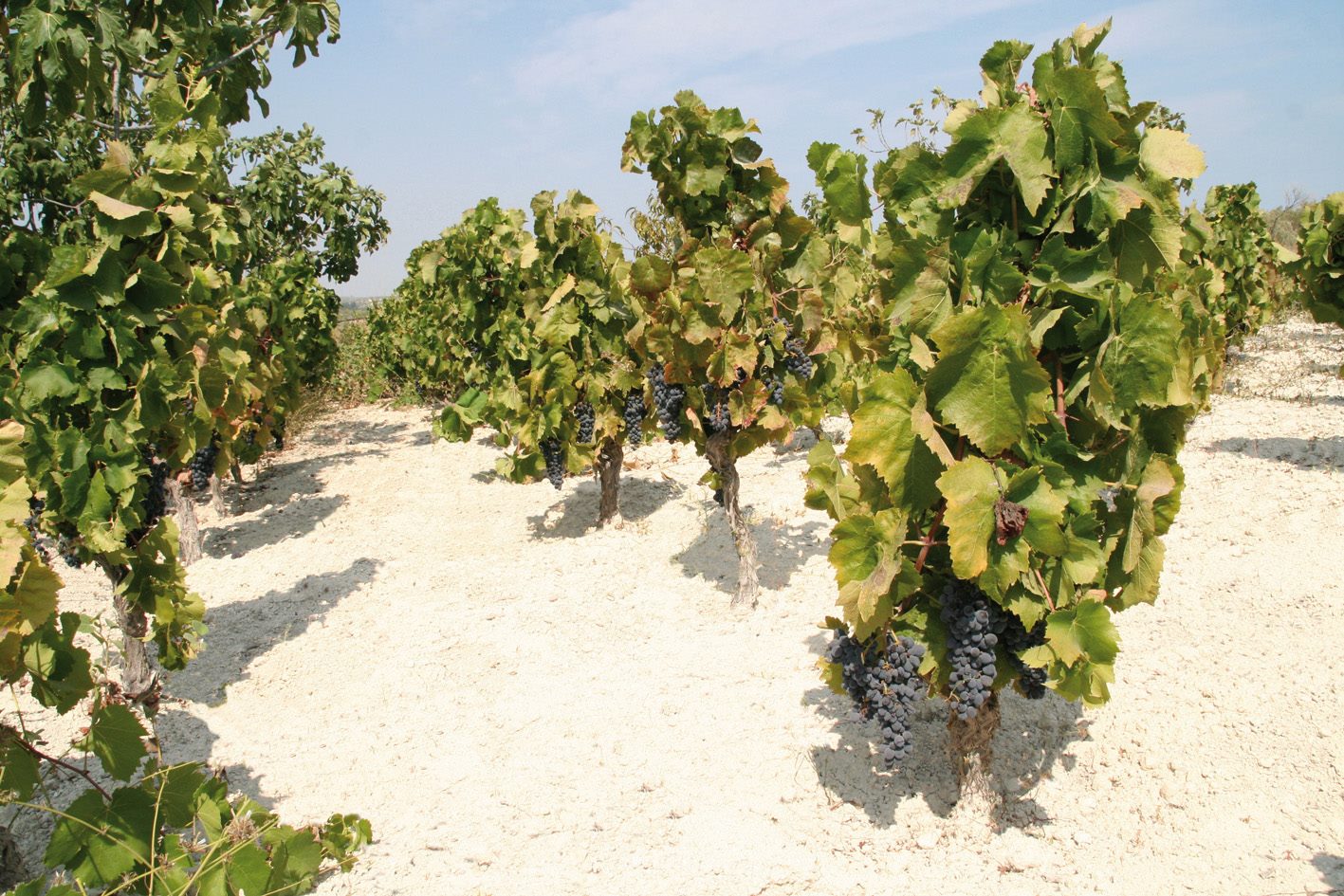 Gallery image 5 for Gulfi