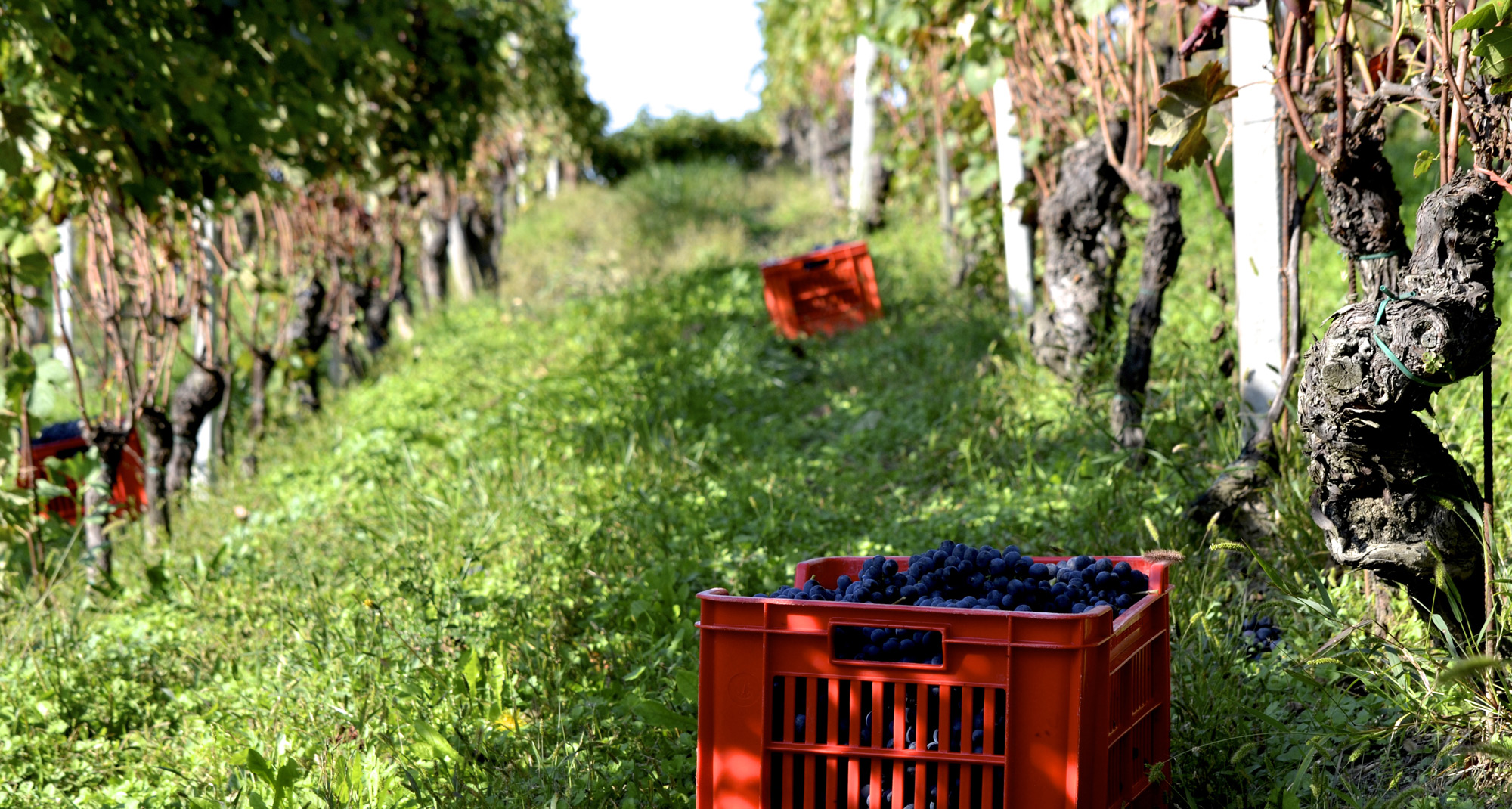 Gallery image 2 for Massimo Rivetti