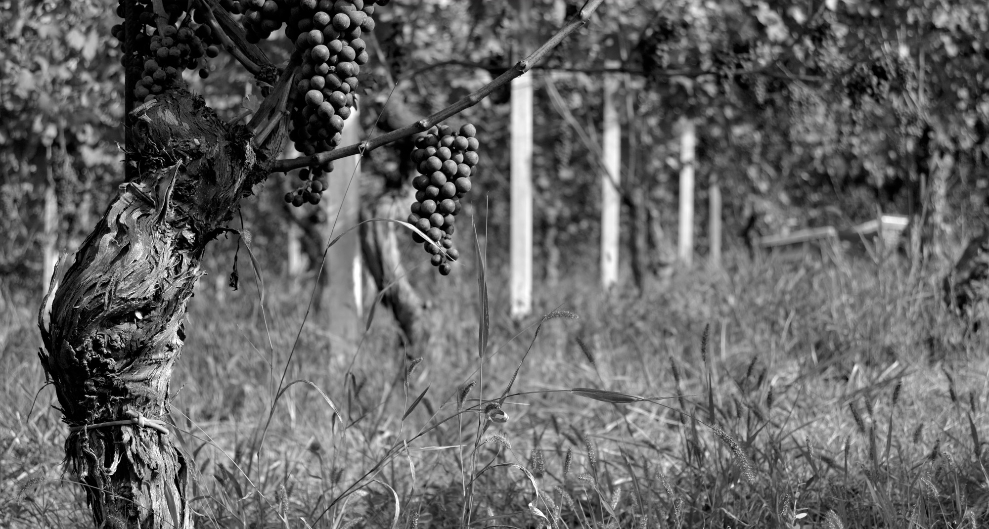 Gallery image 3 for Massimo Rivetti