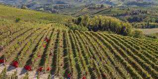 Gallery image 7 for Massimo Rivetti