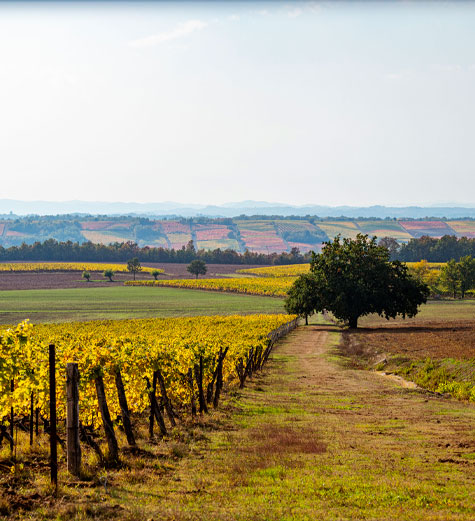 Gallery image 1 for Marchese Luca Spinola