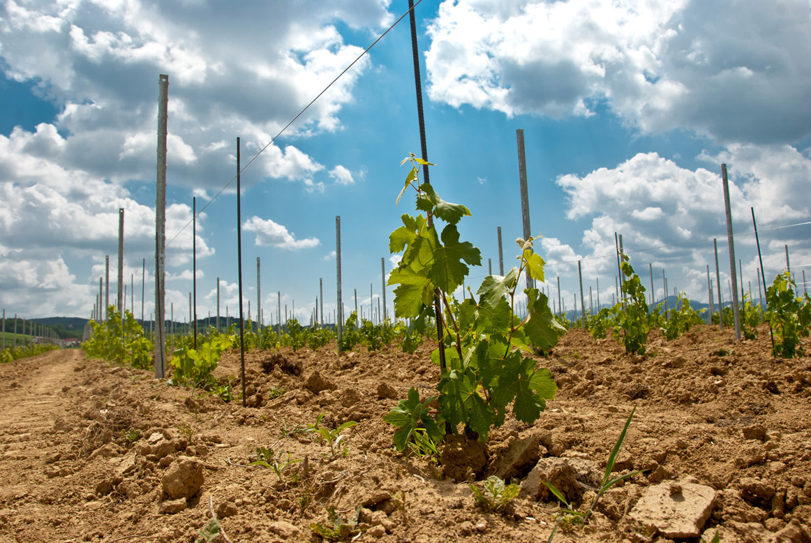 Gallery image 5 for Marchese Luca Spinola