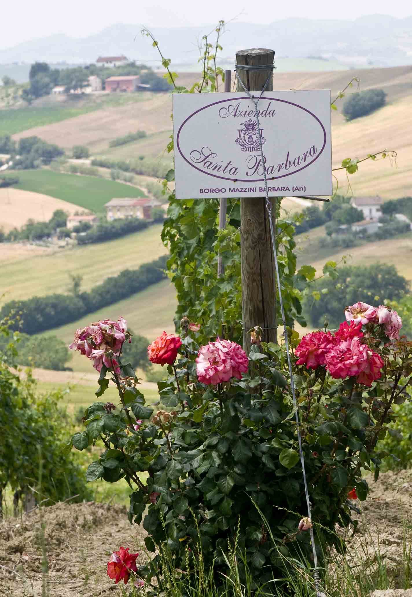 Gallery image 2 for Santa Barbara Winery