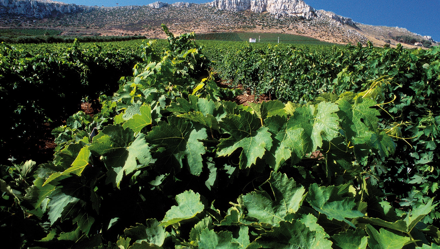 Gallery image 1 for Ottoventi