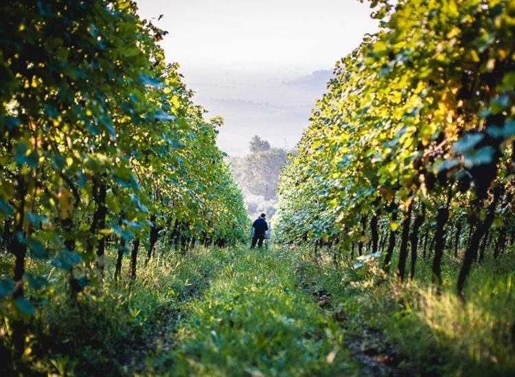 Gallery image 5 for Prà