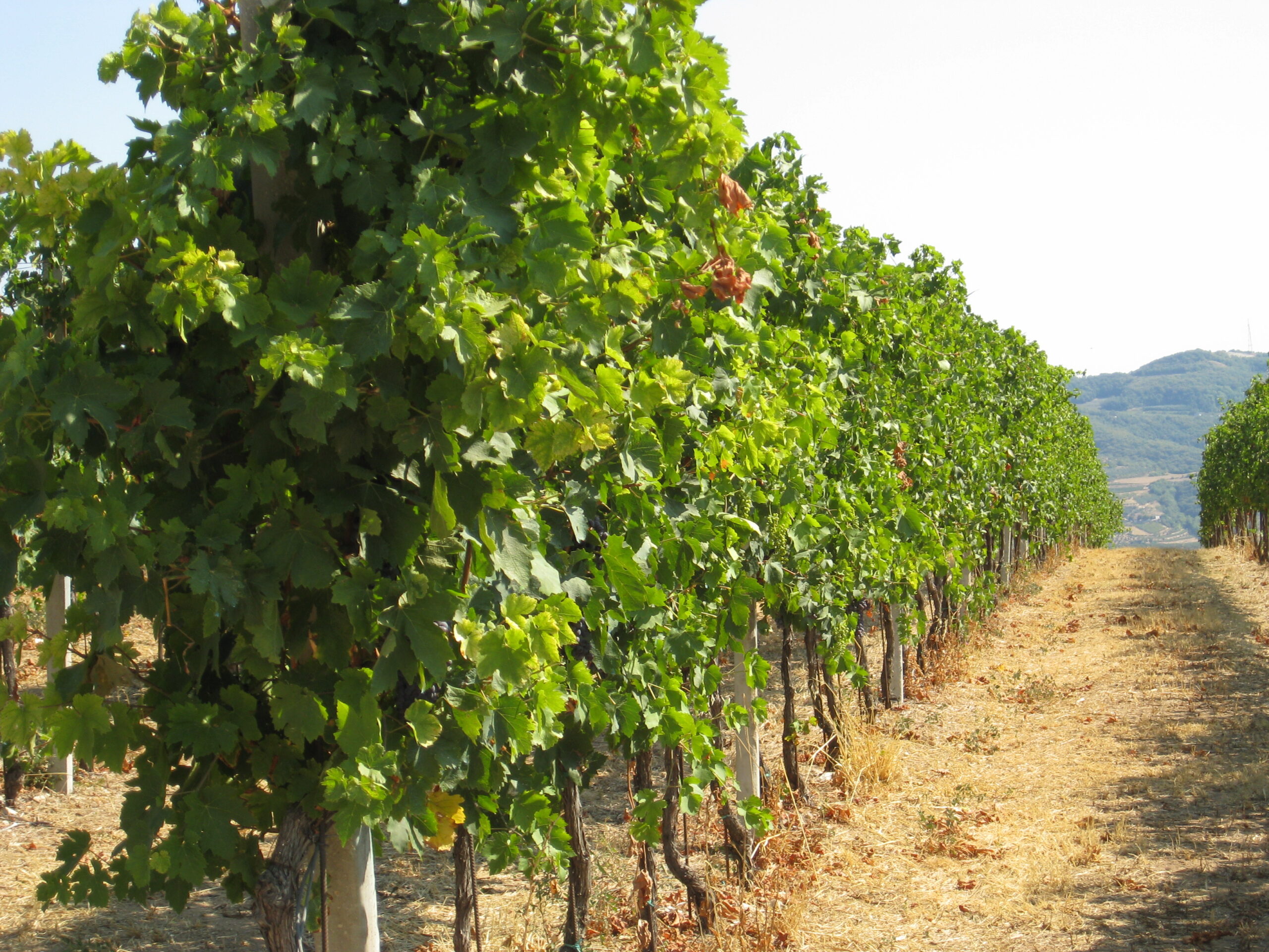 Gallery image 6 for San Cassiano