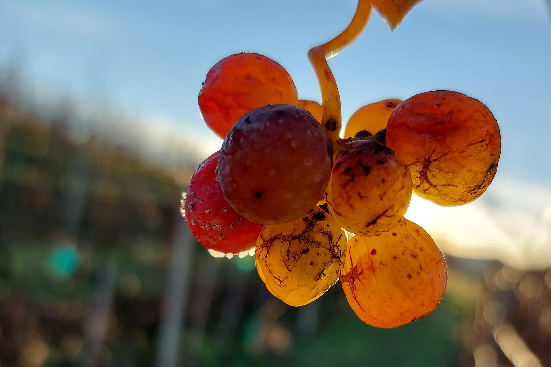 Gallery image 4 for Terrabianca