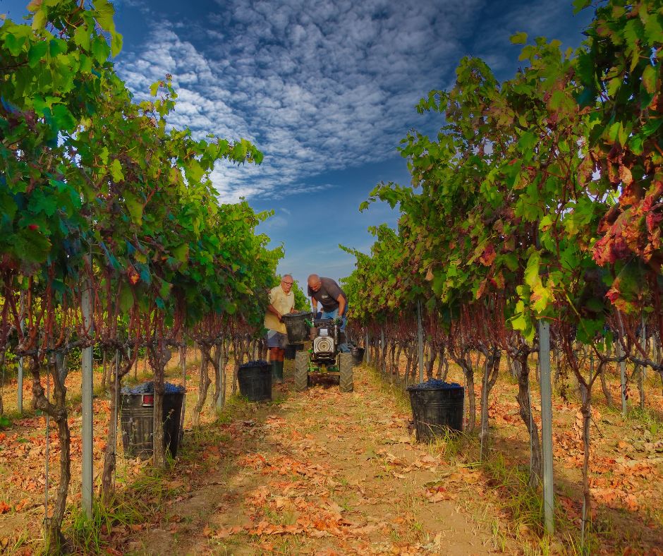 Gallery image 2 for Cantine Leuci