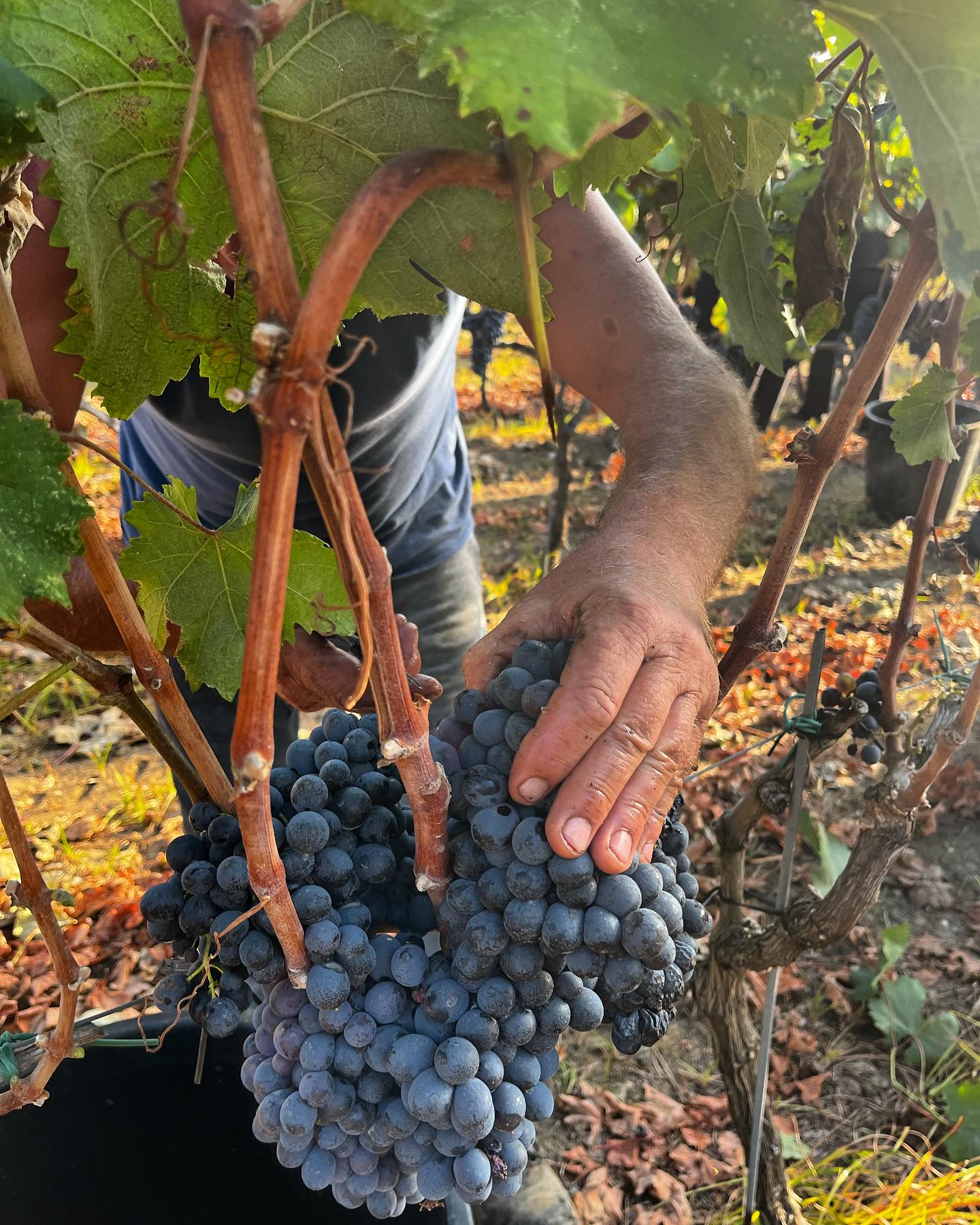 Gallery image 3 for Cantine Leuci