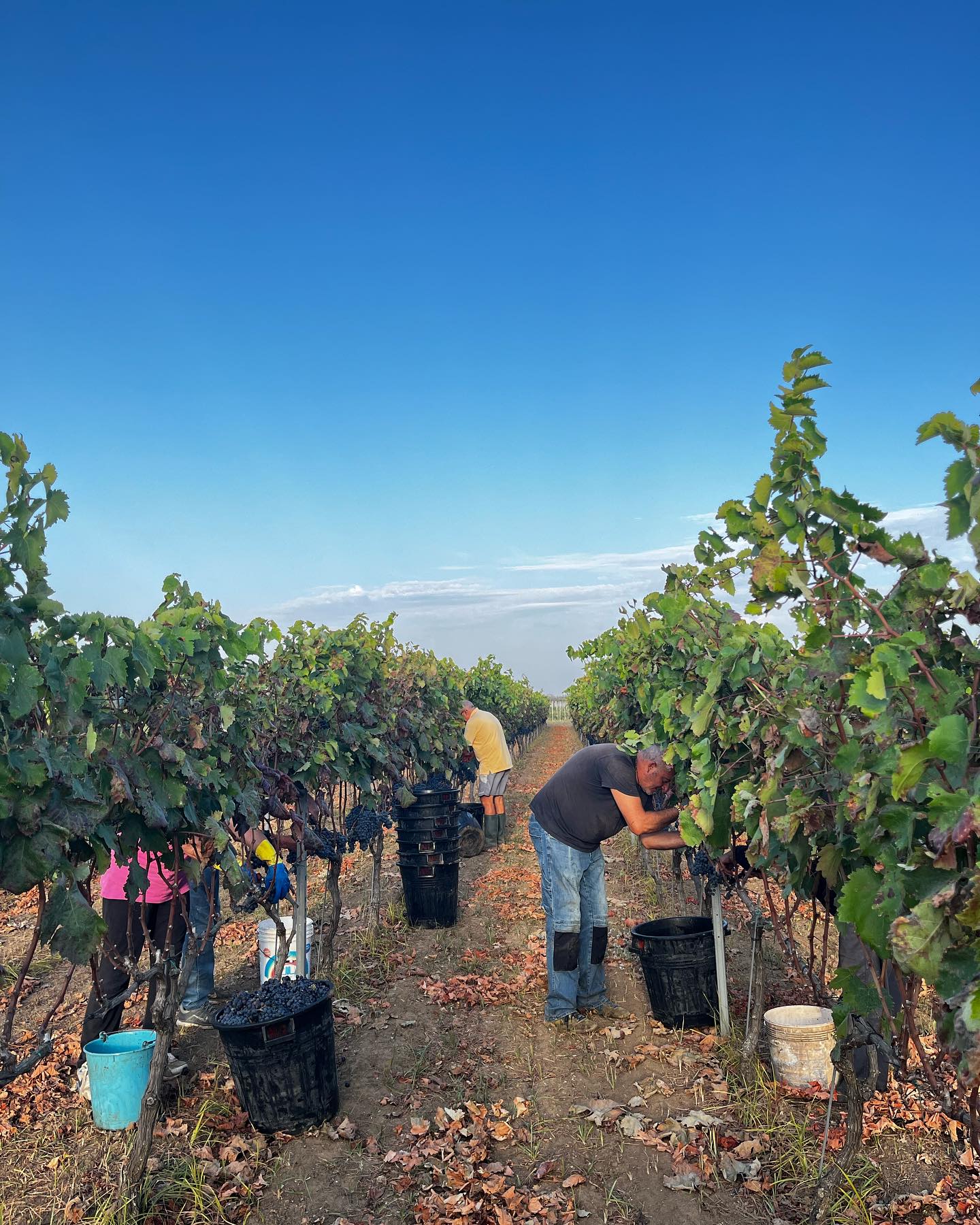 Gallery image 4 for Cantine Leuci