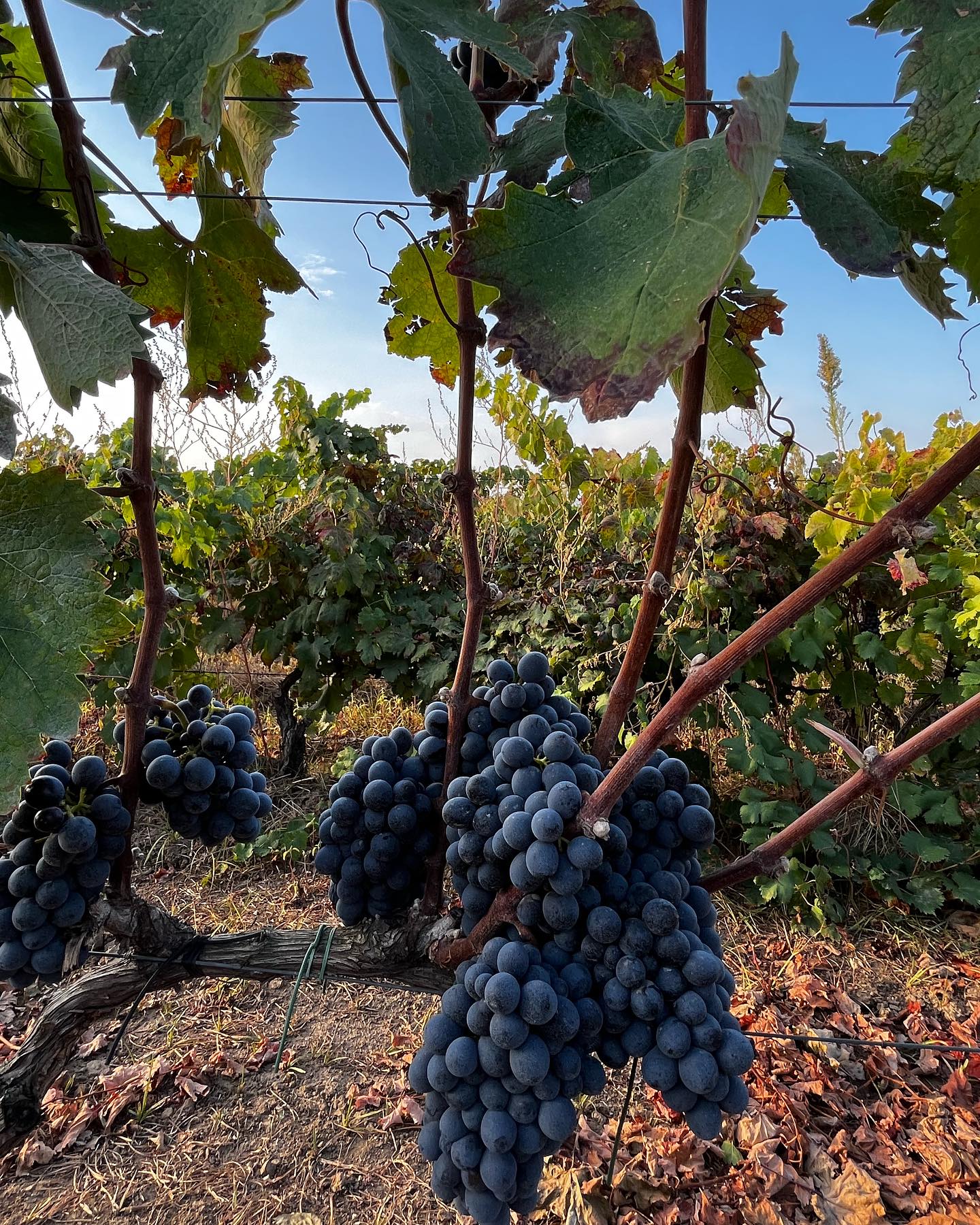 Gallery image 10 for Cantine Leuci