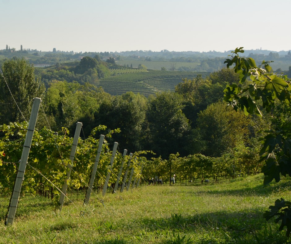 Gallery image 4 for Frassinelli