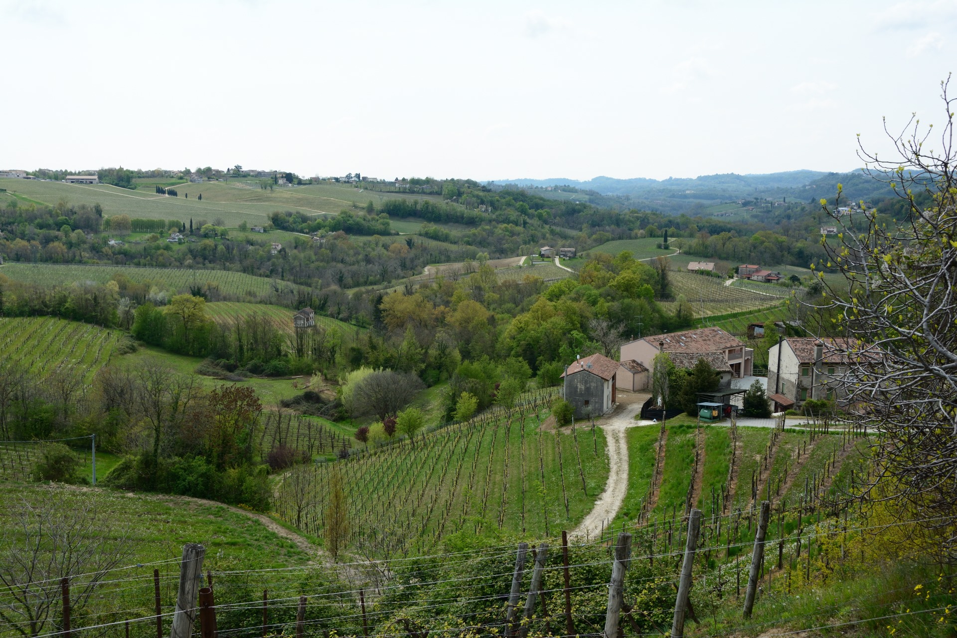 Gallery image 5 for Frassinelli