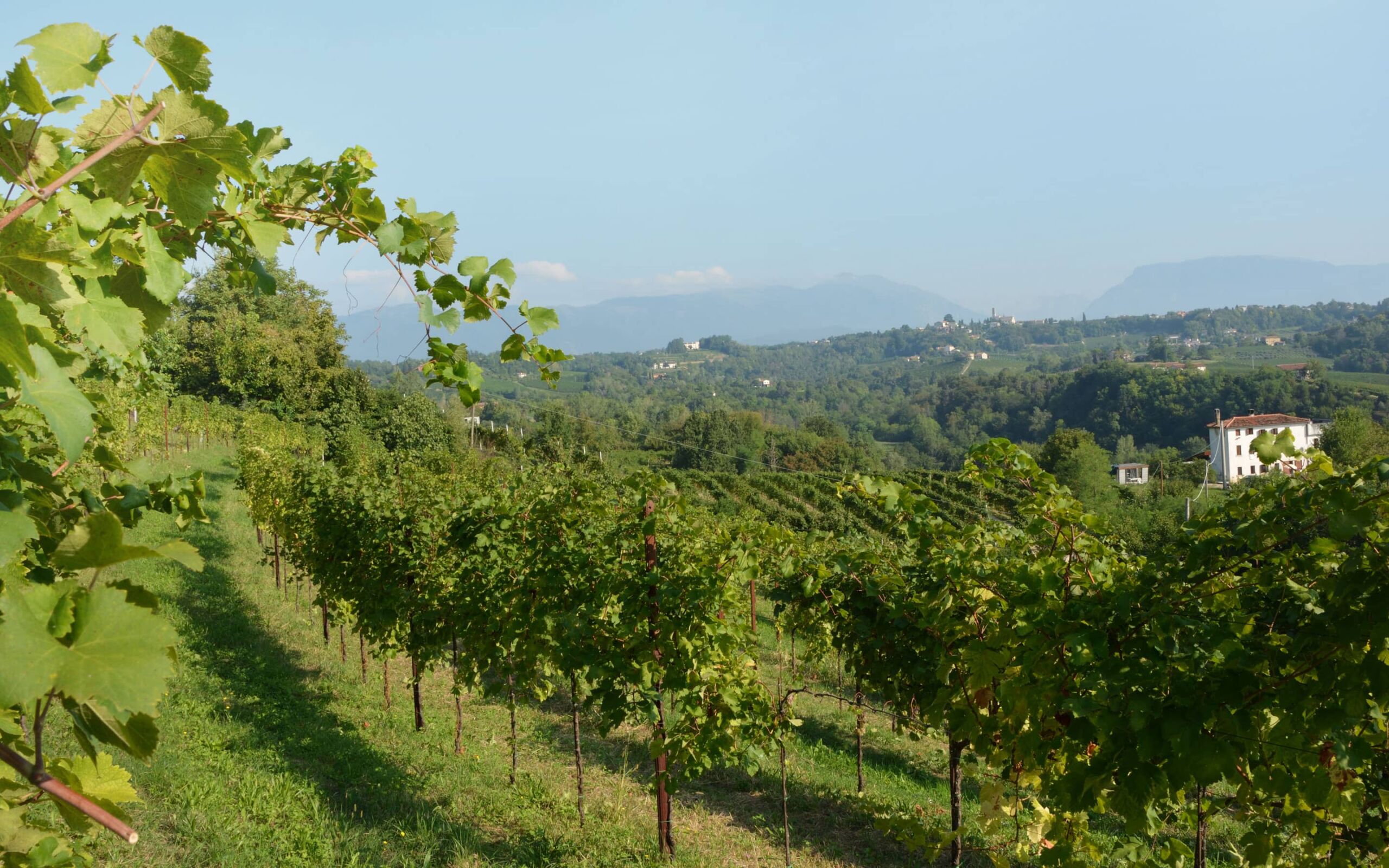 Gallery image 6 for Frassinelli