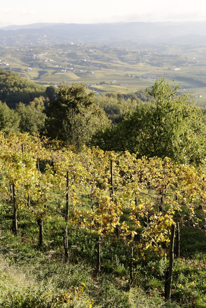 Gallery image 6 for Ronco dei Tassi