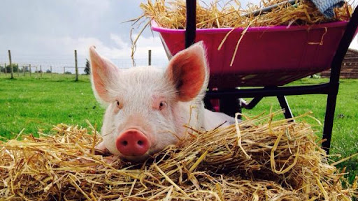 Piglets Adventure Farm Summer Pass - Unlimited Visits for £35