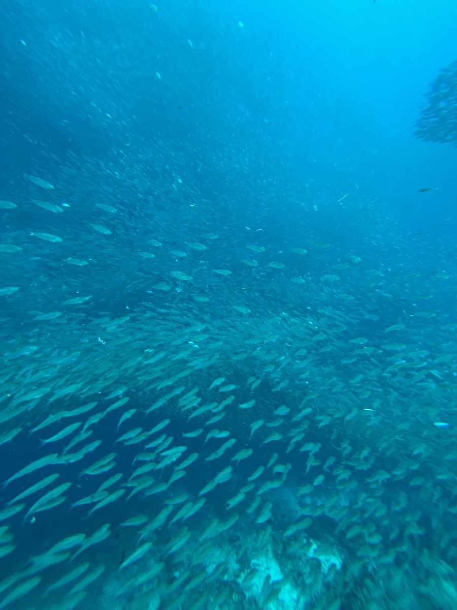 Sardine Run & Turtle Point