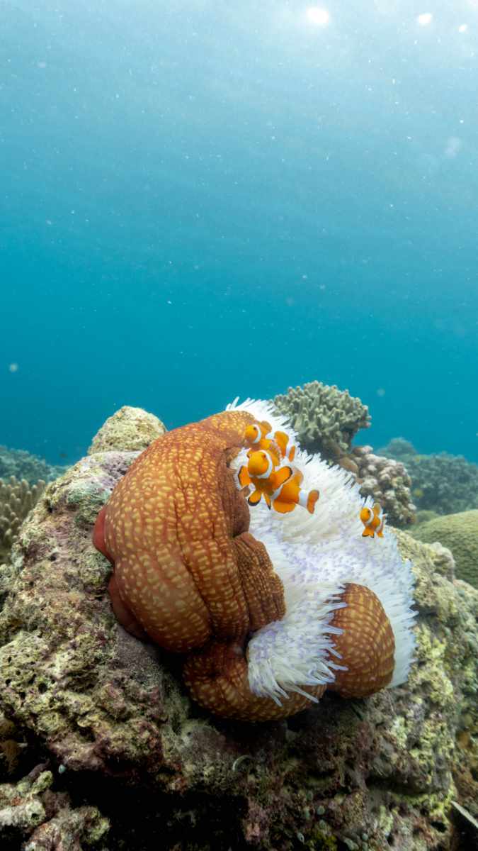 Colase Samboan Marine Sanctuary
