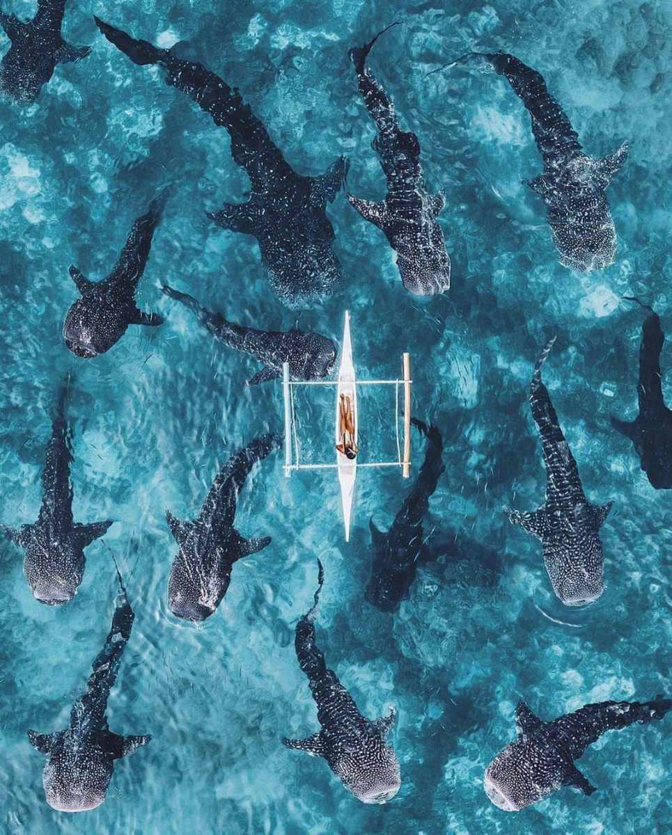 Whale Shark Watching