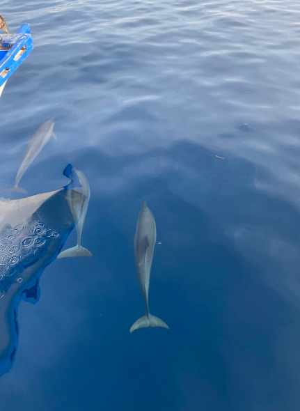 Dolphin Watching