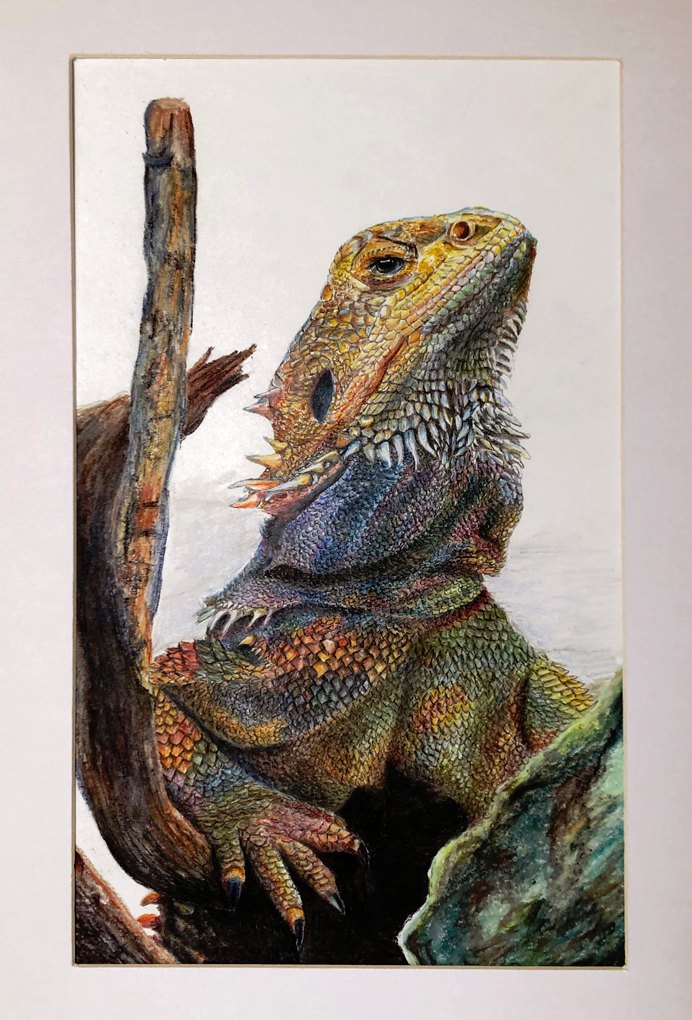 Bartagame