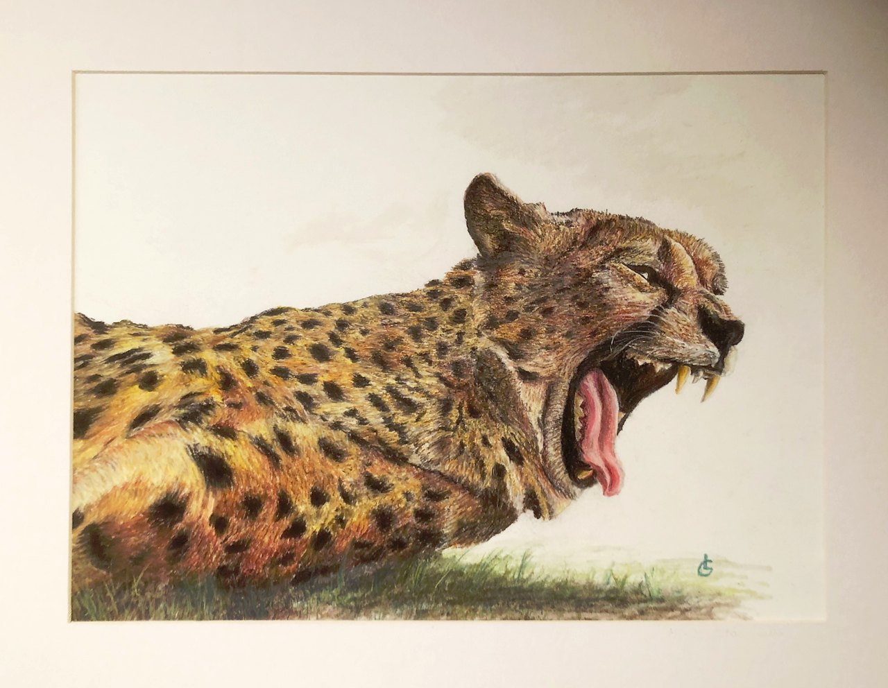 Gepard