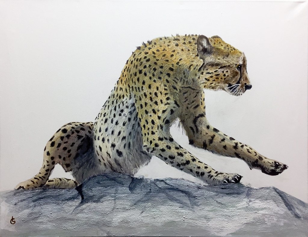 Gepard on the Rocks