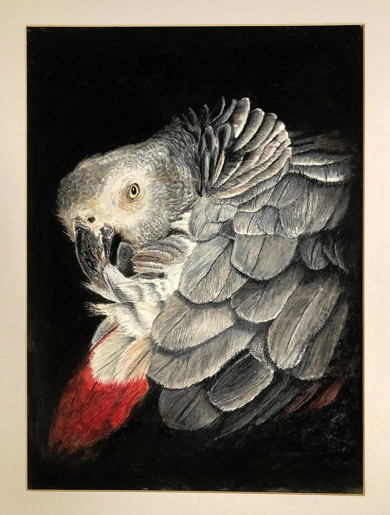 Graupapagei