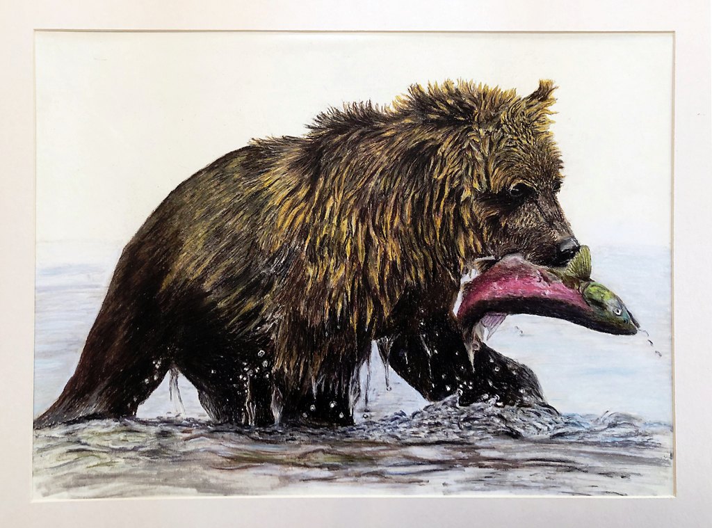 Grizzly rettet Lachs vor dem Ertrinken